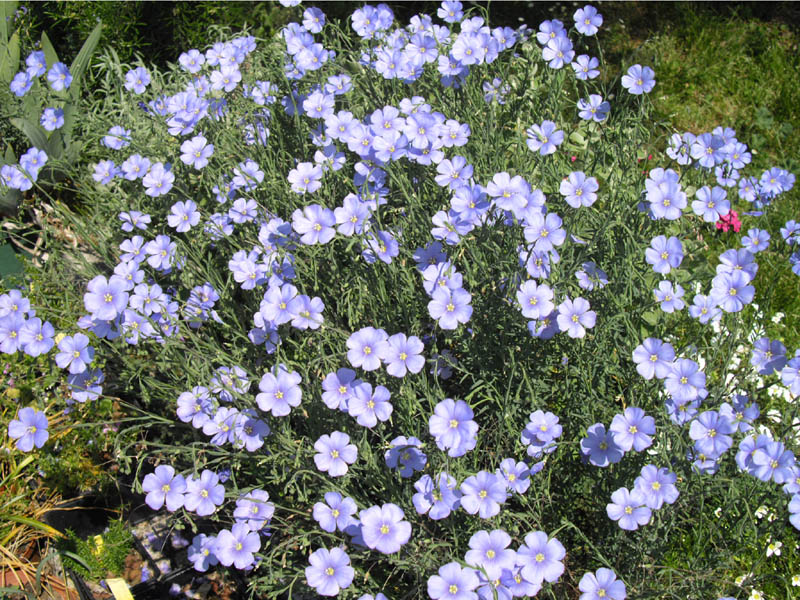 Linum perenne photo